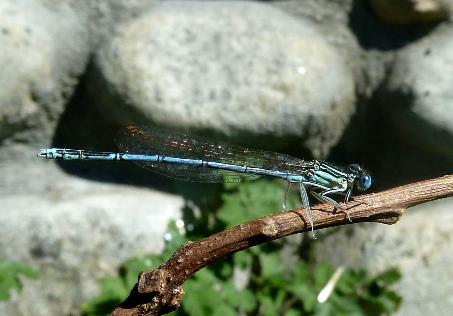 Platycnemis pennipes f&m